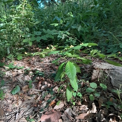Rauvolfia tetraphylla, photograph (c) Infanzon Yuseimi, some rights reserved (CC BY)