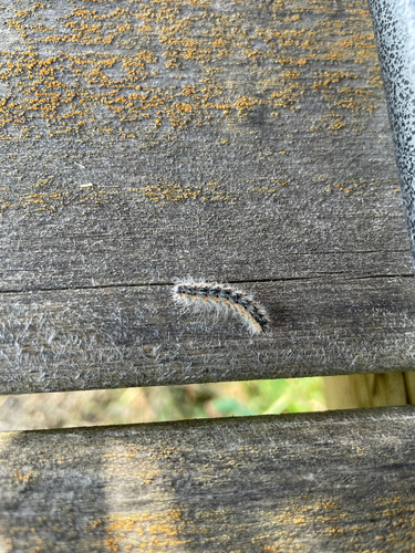 Fall Webworm Moth