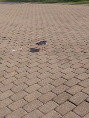 Larus delawarensis