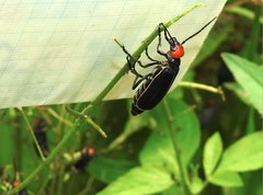 Epicauta mannerheimi