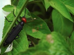 Epicauta mannerheimi