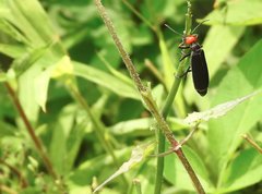 Epicauta mannerheimi