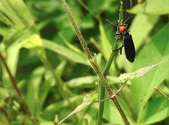 Epicauta mannerheimi