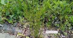 Equisetum palustre