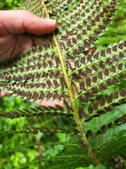Polystichum setigerum, photograph author not stated, no rights reserved