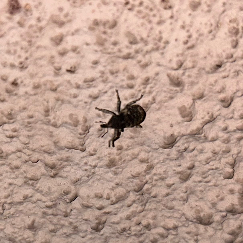 Cactus Weevils