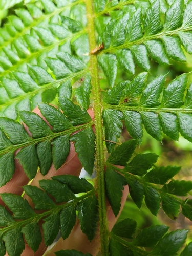 Polystichum setigerum, photograph 3