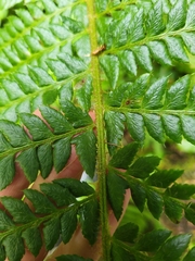 Polystichum setigerum, photograph author not stated, no rights reserved