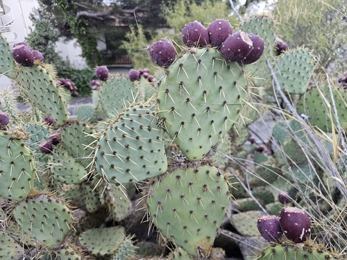 Opuntia engelmannii