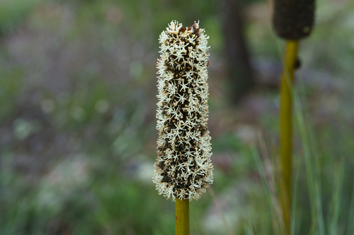 Xanthorrhoea quadrangulata, photograph 3