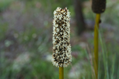 Xanthorrhoea quadrangulata, photograph (c) Kym Nicolson, some rights reserved (CC BY)