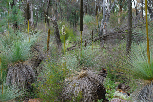 Xanthorrhoea quadrangulata, photograph 2