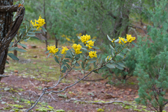 (c) Kym Nicolson, some rights reserved (CC BY) Acacia notabilis, photograph (c) Kym Nicolson, some rights reserved (CC BY)