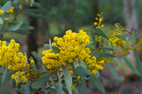Acacia notabilis, photograph 2