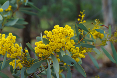 (c) Kym Nicolson, some rights reserved (CC BY) Acacia notabilis, photograph (c) Kym Nicolson, some rights reserved (CC BY)