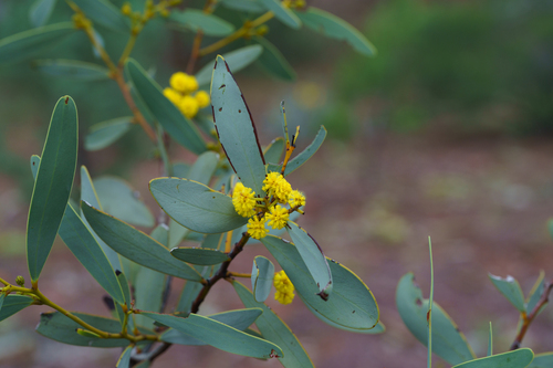 Acacia notabilis, photograph 3