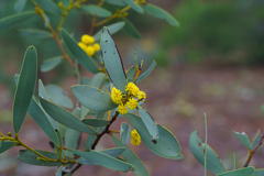 (c) Kym Nicolson, some rights reserved (CC BY) Acacia notabilis, photograph (c) Kym Nicolson, some rights reserved (CC BY)