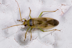 Orthotylinae