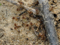 Macrotermes annandalei