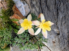Aquilegia pubescens, photograph (c) James Fowler, some rights reserved (CC BY)