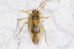 Orthotylinae