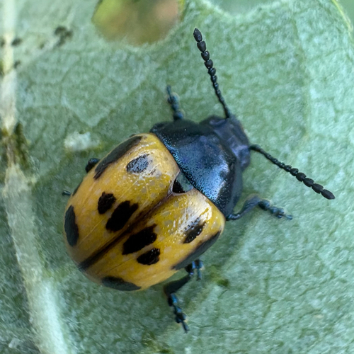 Swamp Milkweed Leaf Beetle