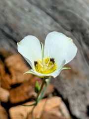 Calochortus leichtlinii