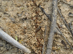Macrotermes annandalei
