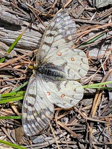 iNaturalist observation photo of Clodius Parnassian