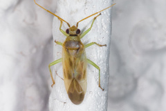 Orthotylinae
