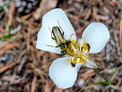 iNaturalist observation photo of Yellow Velvet Beetle