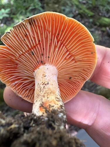 Lactarius thyinos