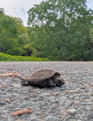 Common Snapping Turtle