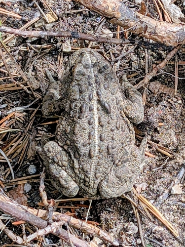 iNaturalist observation photo of Western Toad