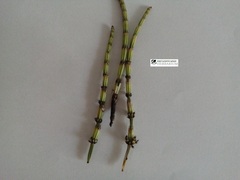 Equisetum palustre
