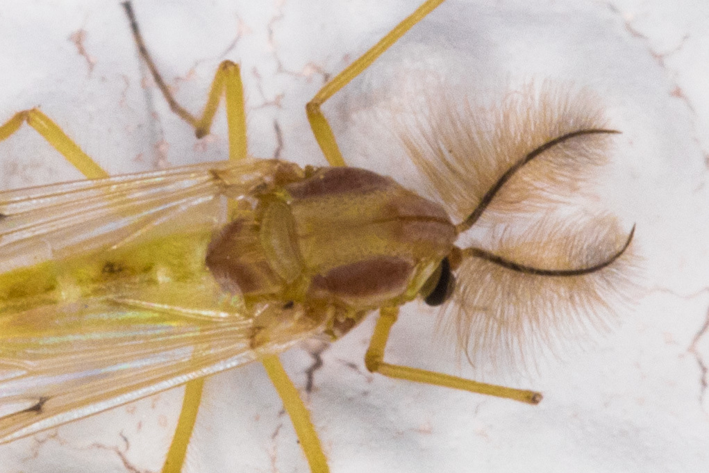 The Ohio Nature Blog: Muffleheads, Midges, or Chironomids- Your Choice