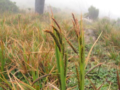Carex simensis