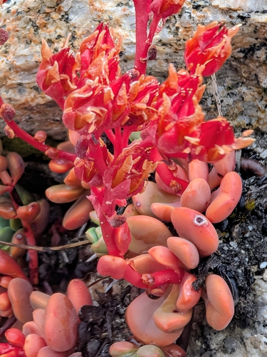 Sedum obtusatum