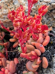 Sedum obtusatum