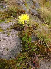 Senecio amplificatus