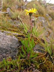 Senecio amplificatus