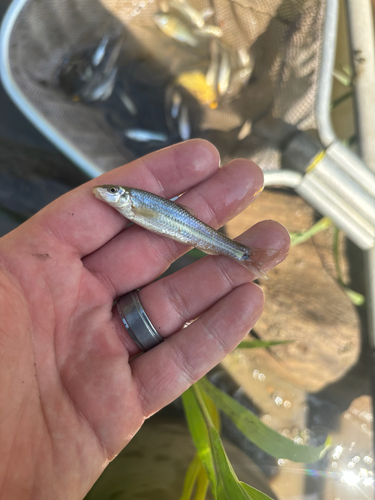 Suckermouth Minnow