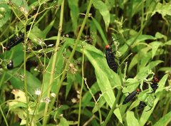 Epicauta mannerheimi