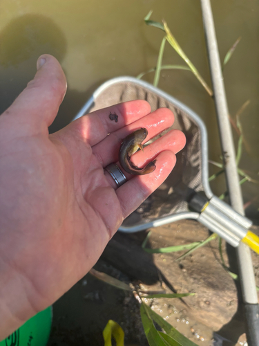 Yellow Bullhead