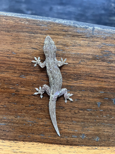 Asian House Gecko