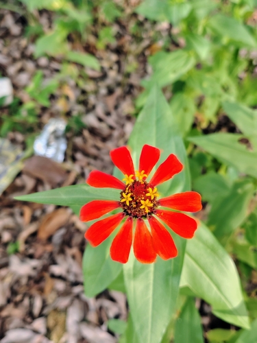 Elegant Zinnia