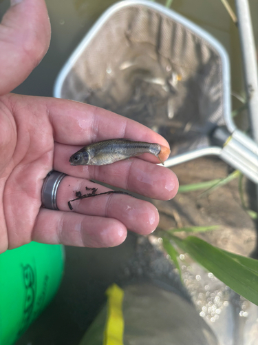 Fathead Minnow