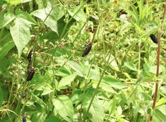 Epicauta mannerheimi