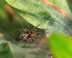 Agelena labyrinthica