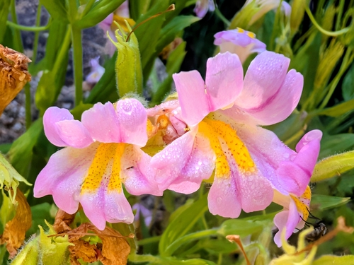 Erythranthe erubescens